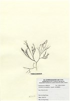 藏品(傘房龍鬚菜)的圖片